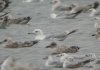 Caspian Gull at Paglesham Lagoon (Steve Arlow) (44753 bytes)